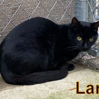 Katzen