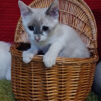 Katzen