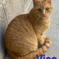 Katzen