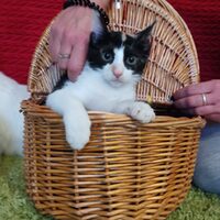 Katzen