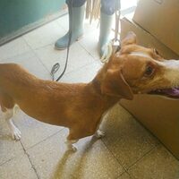 Keko