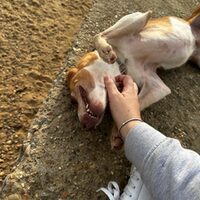 Keko