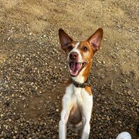 Keko