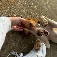 Keko