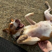 Keko