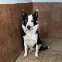 Merlin