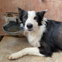 Merlin