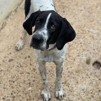 Pongo