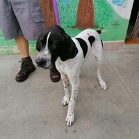 Pongo