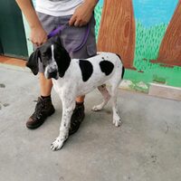 Pongo