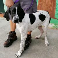 Pongo