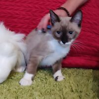 Kiro-Yuma