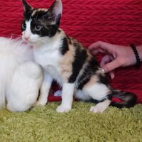 Kiro-Yuma