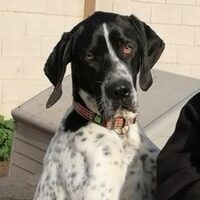 Pongo Pointer
