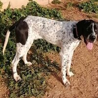 Pongo Pointer