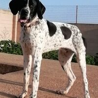 Pongo Pointer