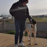 Pongo Pointer