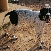 Pongo Pointer