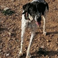 Pongo Pointer