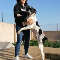 Pongo Pointer
