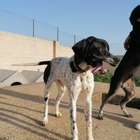 Pongo Pointer