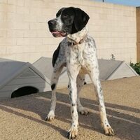 Pongo Pointer