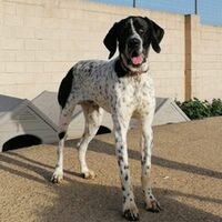 Pongo Pointer