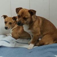 Aslan und Nuka