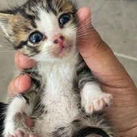 Kitten