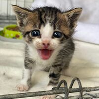 Kitten