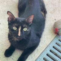 Cuquita