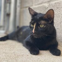 Cuquita