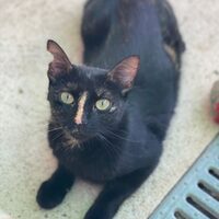 Cuquita
