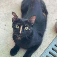 Cuquita