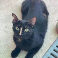 Cuquita