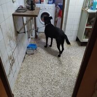 Negri-dog