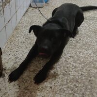 Negri-dog