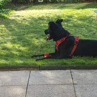 Negri-dog
