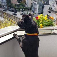 Negri-dog