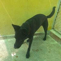 Negri-dog