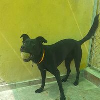 Negri-dog