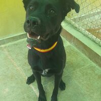 Negri-dog