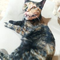 Telma