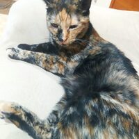 Telma