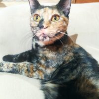 Telma