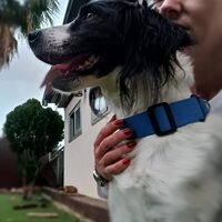 Scotty