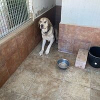 Ulises