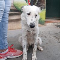 Rosana