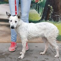 Rosana