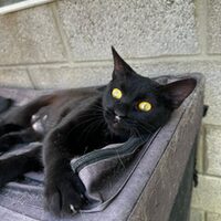Inma